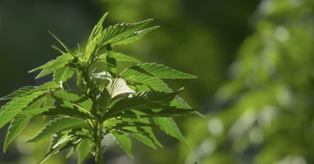 Getting stuff wrong: Why Pennsylvania must reject Shapiro’s push for marijuana legalization